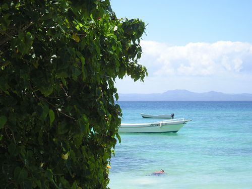 A boat in the ocean with a tree in the foreground