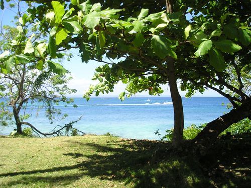 A tree with a view of the ocean behind it