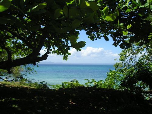 A view of the ocean through the trees on a sunny day