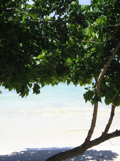 A tree on a beach with a view of the ocean