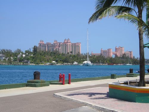 A palm tree stands in front of a body of water