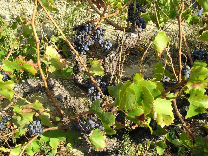 A bunch of grapes are growing on a vine.