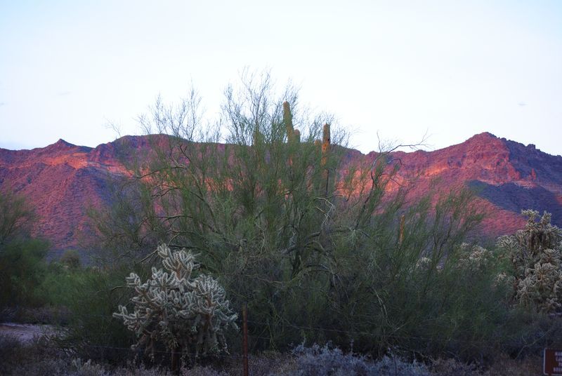 A desert landscape with mountains in the background and a tree in the foreground.