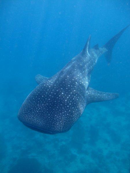 A large whale shark is swimming in the ocean.