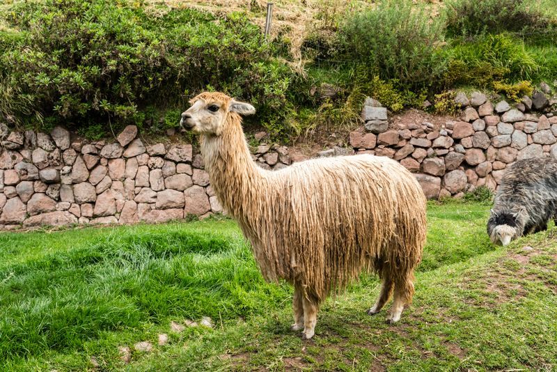 A llama is standing in a grassy field next to a stone wall.