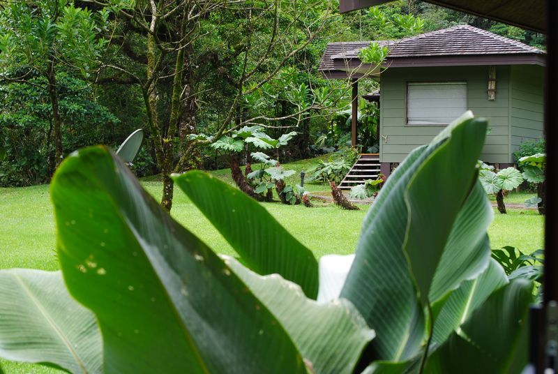 A house in the middle of a lush green forest is surrounded by trees and plants.