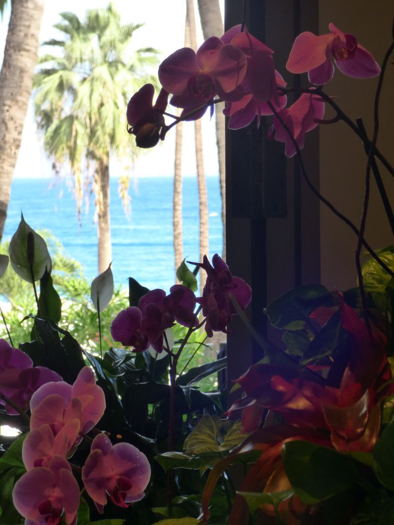 Purple flowers in front of a window overlooking the ocean