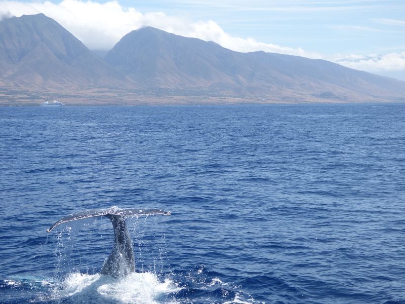 A humpback whale is swimming in the ocean with mountains in the background