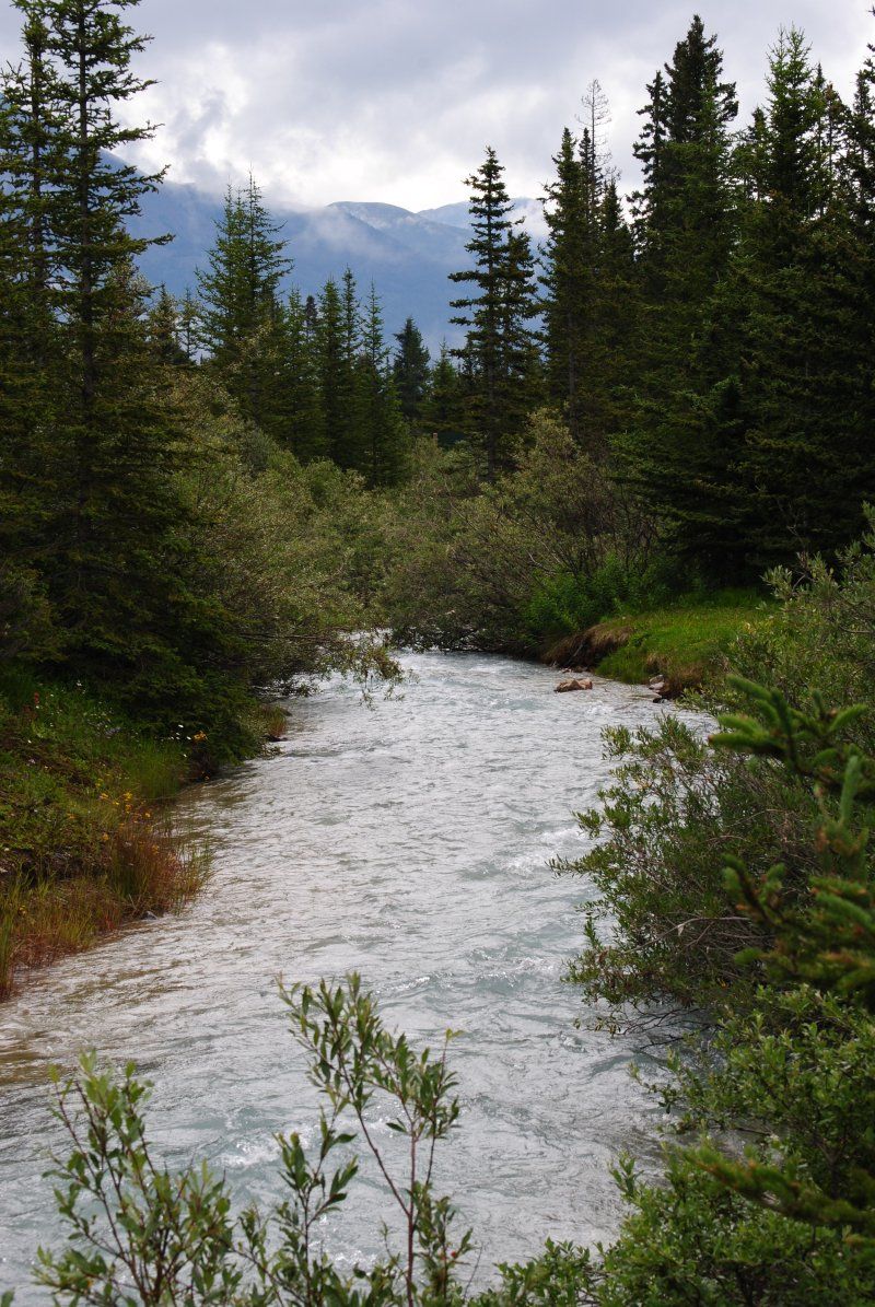 A river running through a forest with mountains in the background.