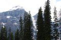 A group of trees standing in front of a snowy mountain.