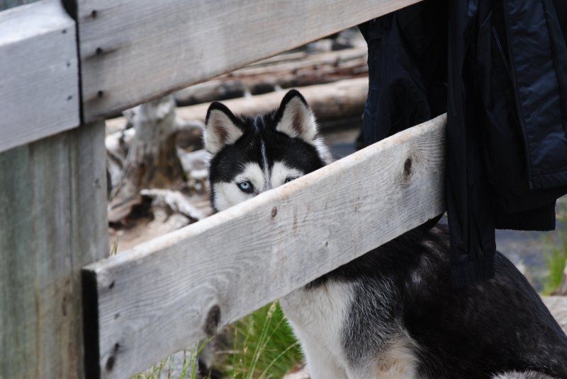 A husky dog is peeking over a wooden fence.