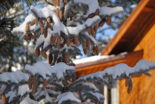 A snow covered pine tree with cones in front of a wooden house.
