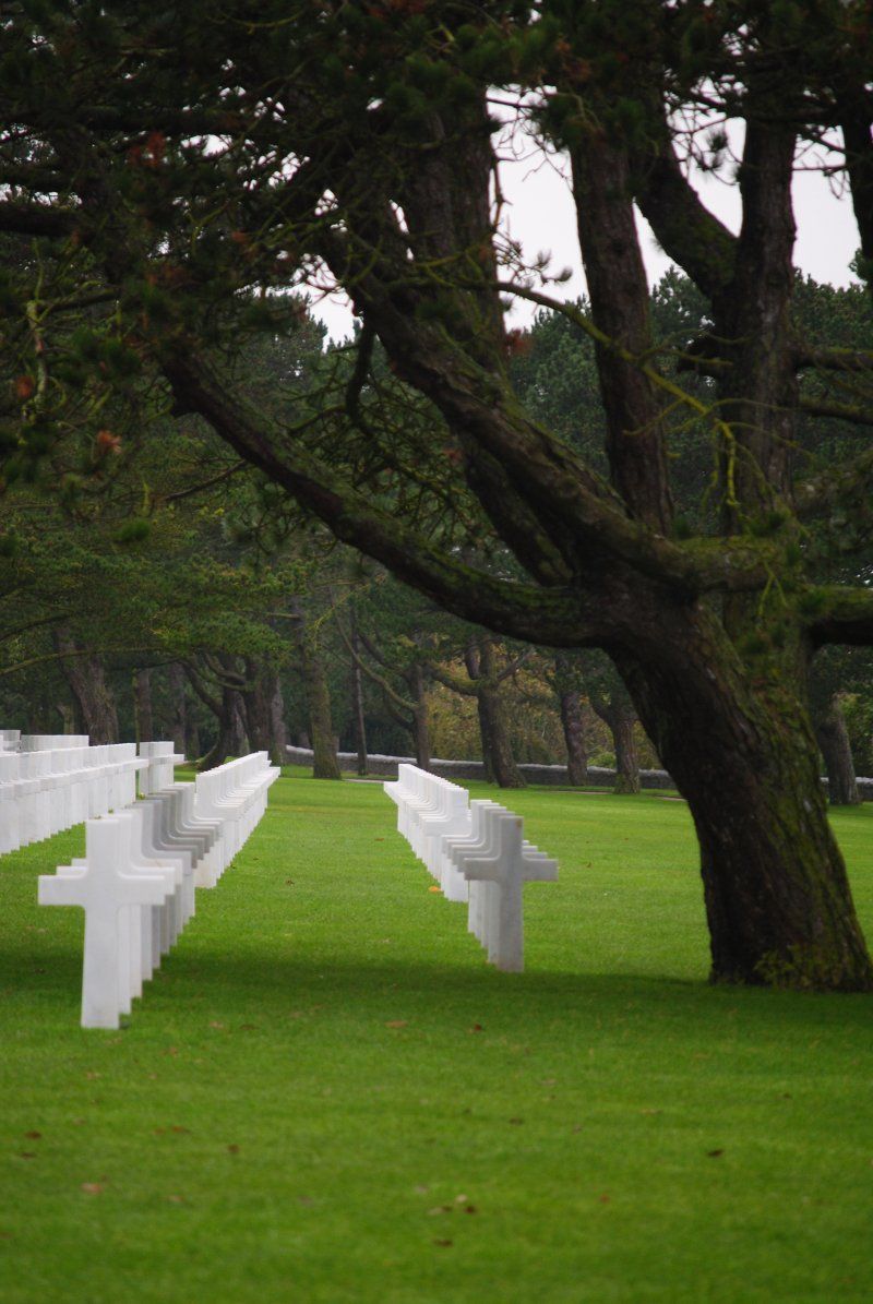 A row of white crosses in a cemetery with trees in the background