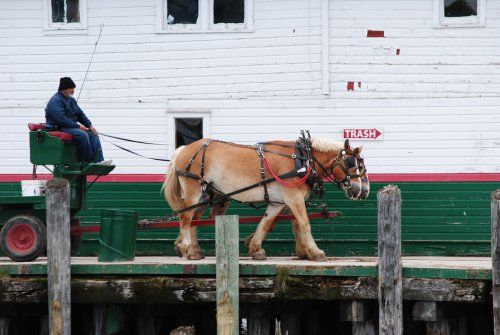 A man is riding a horse drawn carriage on a dock.