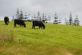 A herd of cows grazing in a grassy field with trees in the background.