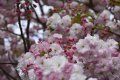 A close up of a cherry blossom tree with pink and white flowers.