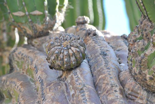 A close up of a cactus with a seed on it.