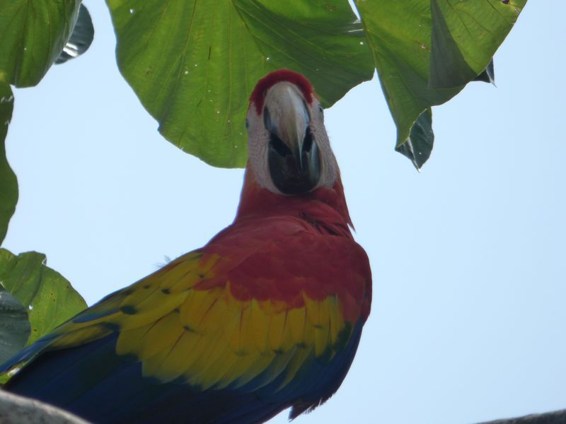 A colorful parrot is perched on a tree branch