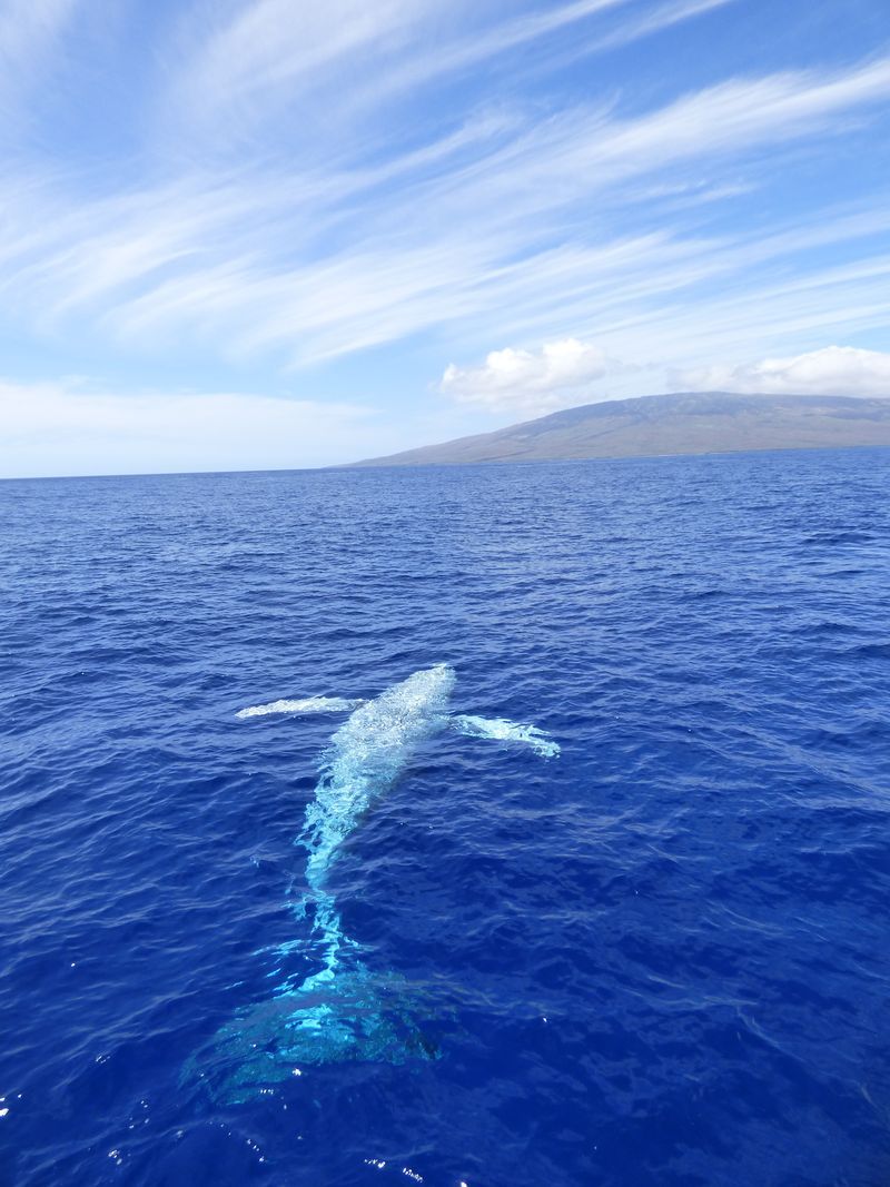 A humpback whale is swimming in the ocean.