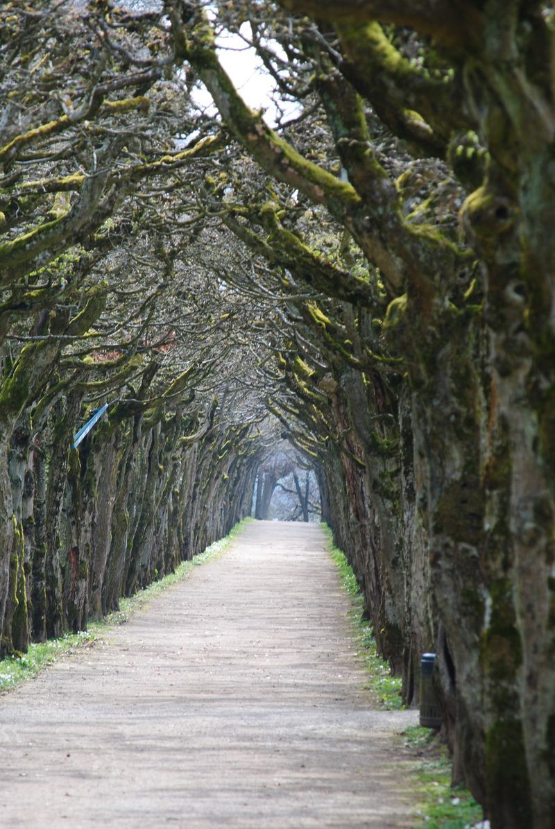 A path lined with trees on both sides of it