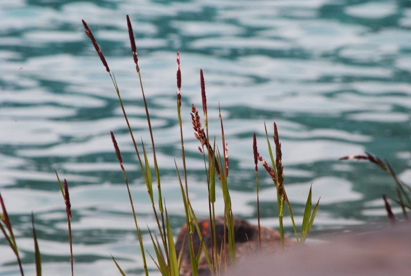 A person is swimming in a lake with tall grass in the foreground.