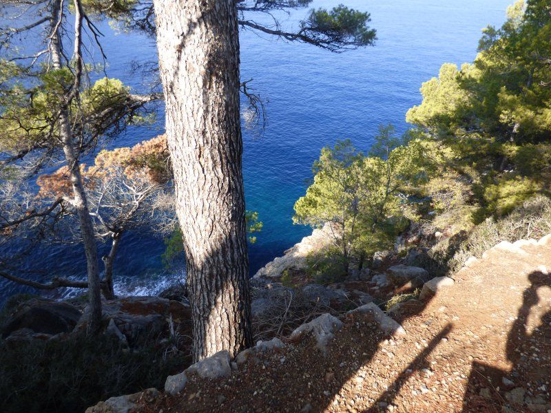 A shadow of a person is cast on the ground near a tree overlooking the ocean