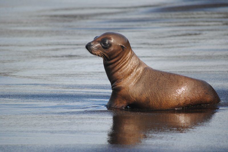 A seal is swimming in the water on a beach.