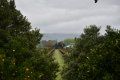 A train is going down a track surrounded by trees on a cloudy day.
