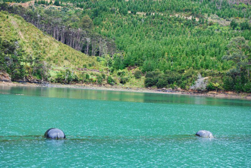 Two seals are swimming in a lake with trees in the background.