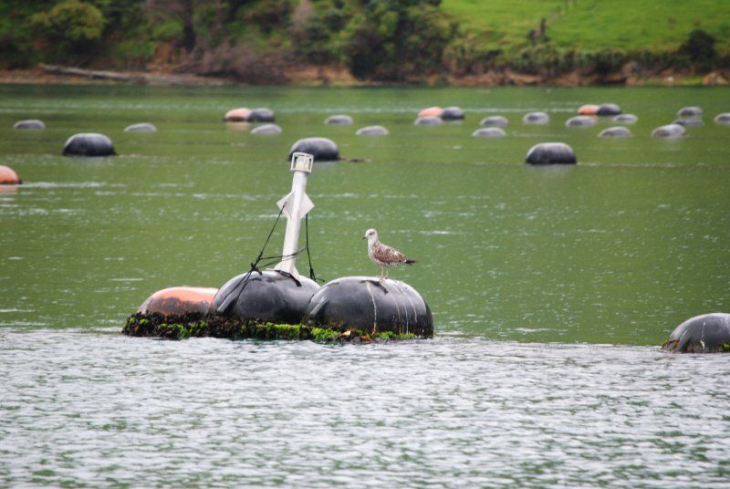 A bird is sitting on a buoy in the middle of a lake.