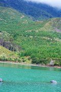 A couple of dolphins are swimming in a lake with mountains in the background.