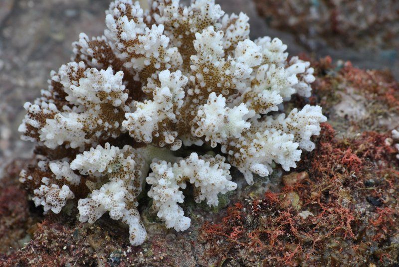 A close up of a white coral growing on a rock.