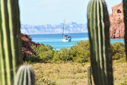 A sailboat is floating on top of a body of water surrounded by cactus.