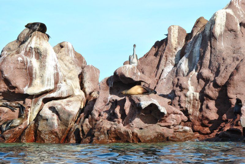 A seal is sitting on a rock near the water