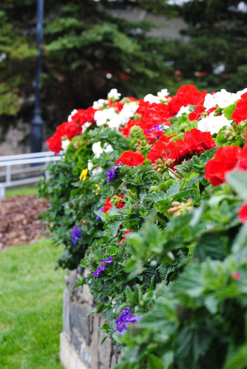 A row of red , white and purple flowers in a garden