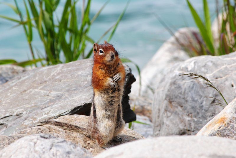 A squirrel is standing on its hind legs on a rock near the water.