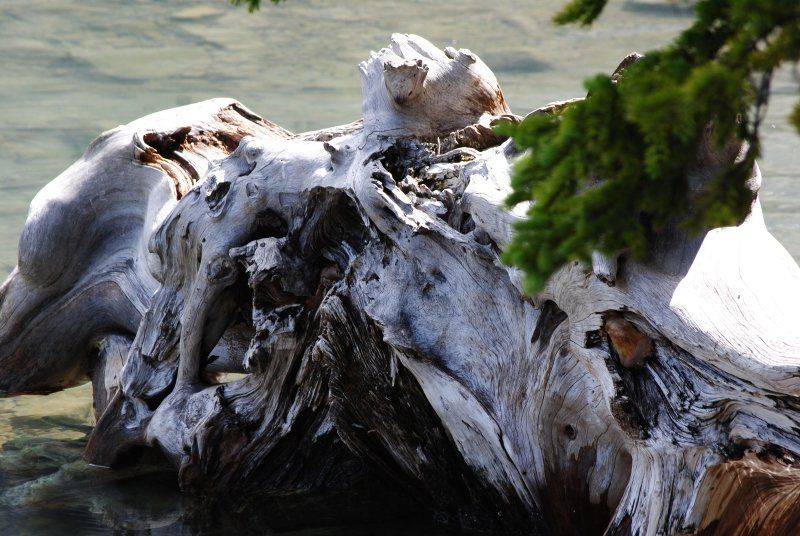 A large piece of driftwood is floating in the water