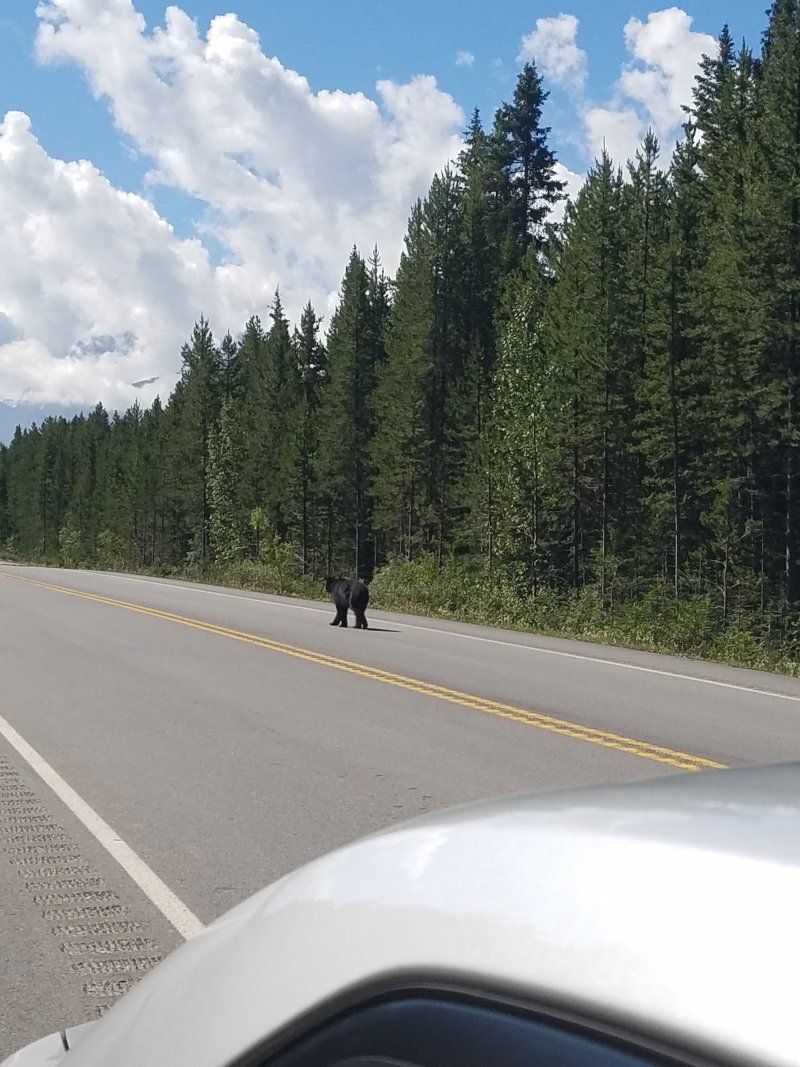 A white car is driving down a road with trees on the side