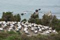 A large flock of birds are sitting on top of a grassy hill near the ocean.