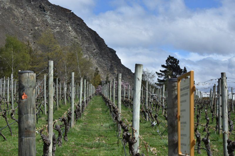 A vineyard with a mountain in the background and a sign in the foreground.