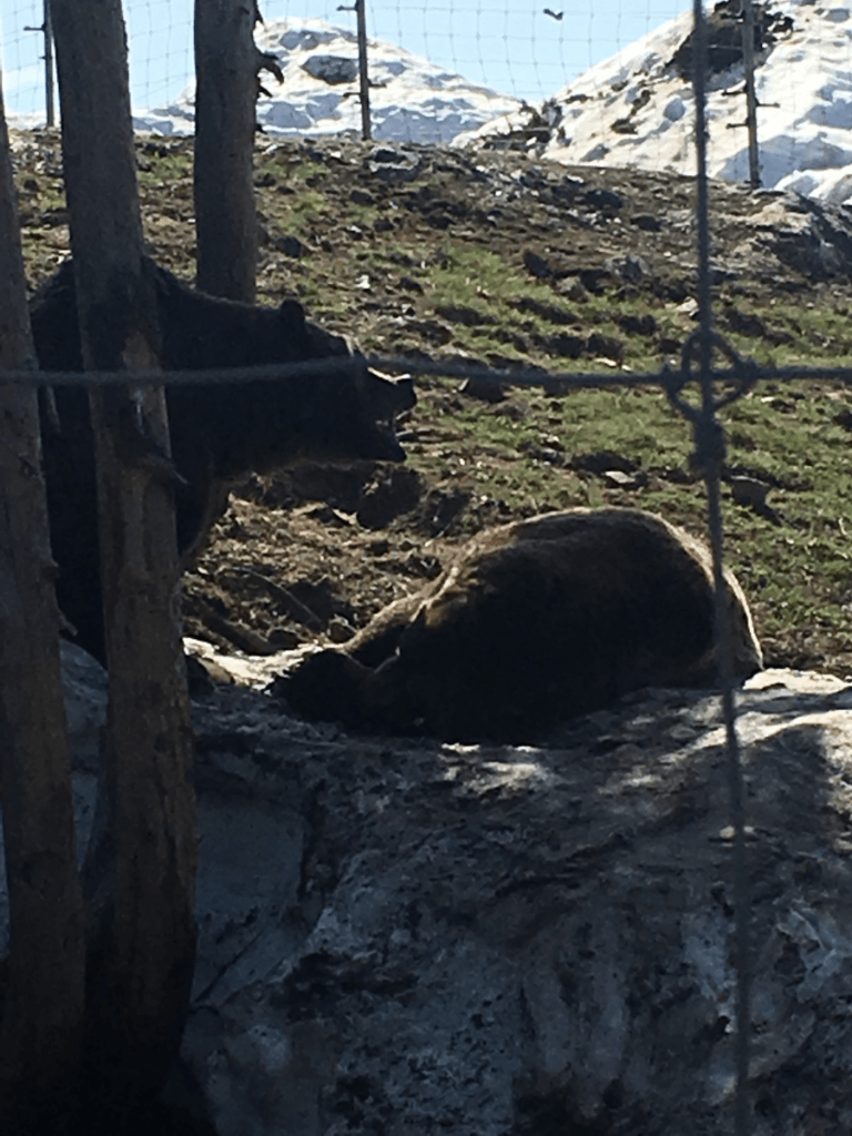 Two bears are laying on a rock in a fenced in area.