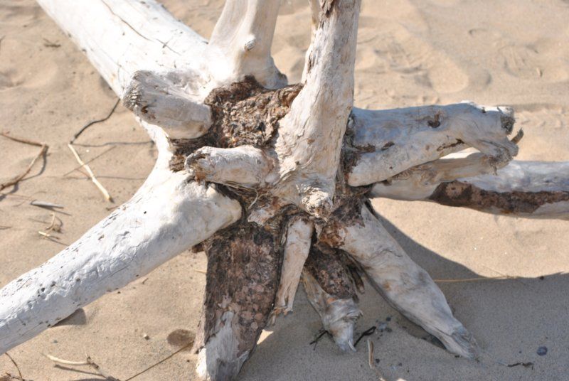 A close up of a piece of driftwood on a sandy beach