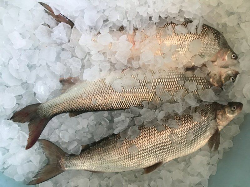 Two fish are laying on top of a pile of ice.