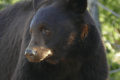 A close up of a black bear 's face with trees in the background.