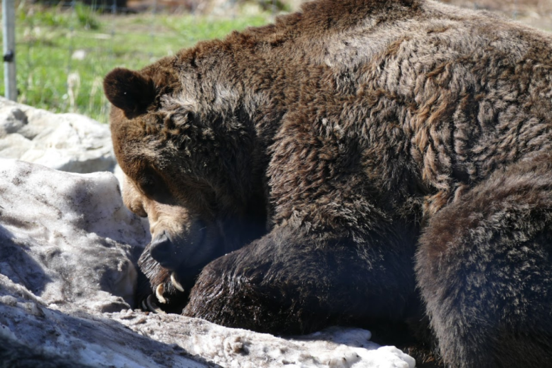 A brown bear is laying down on a rock.