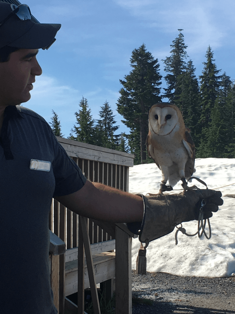 A man is holding a barn owl on a leash