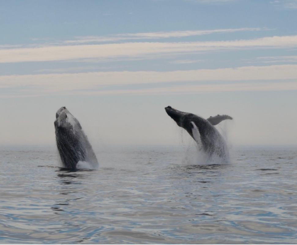Two humpback whales are jumping out of the water