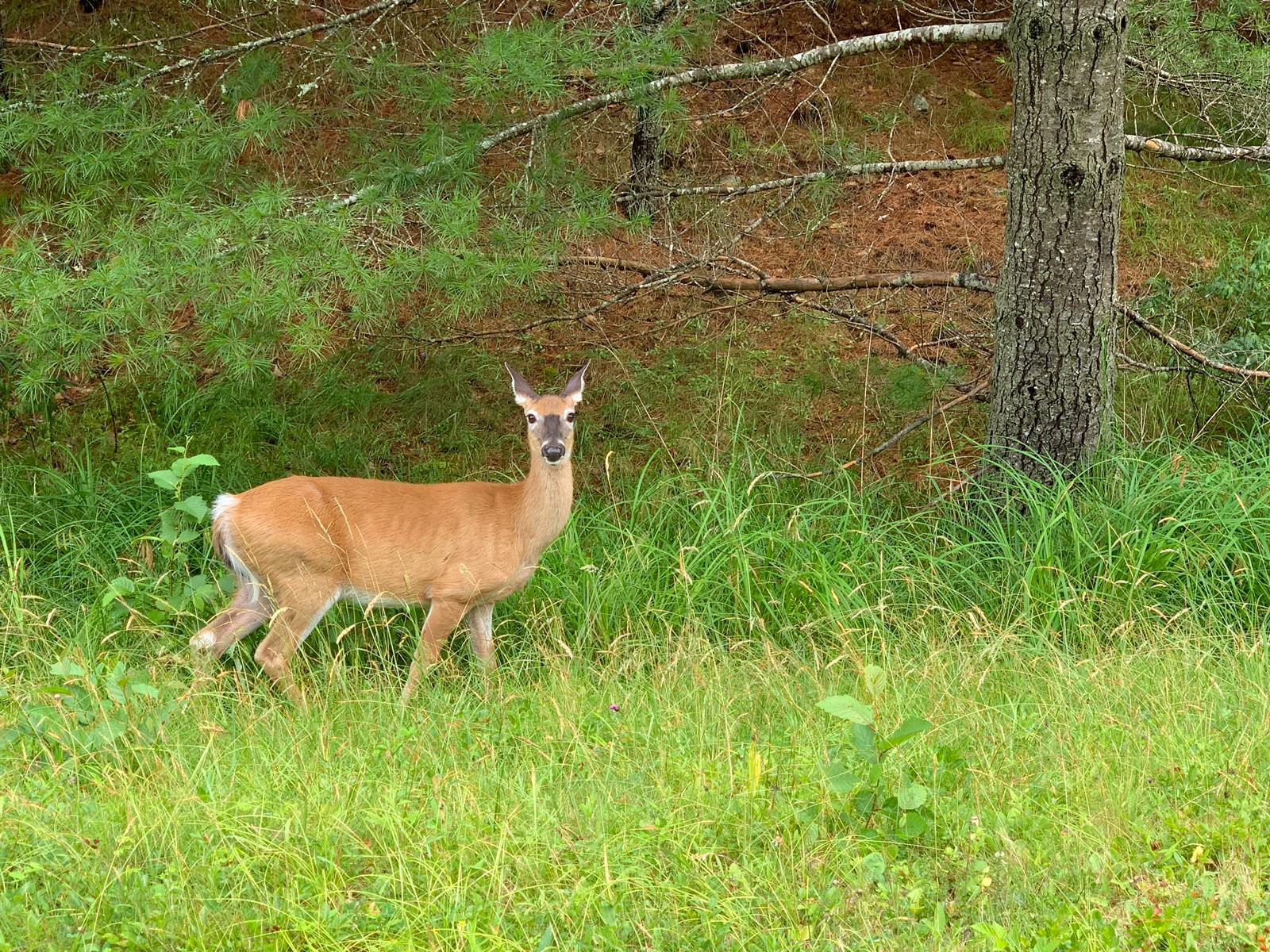 A deer is standing in the grass near a tree.