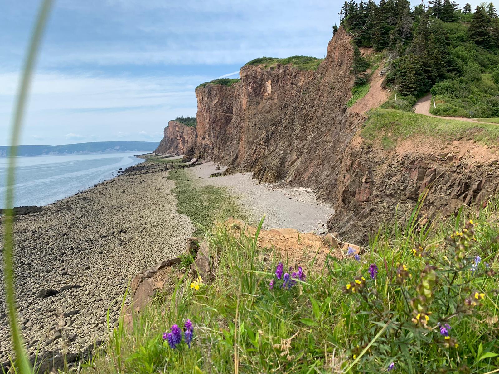 A cliff overlooking the ocean with flowers in the foreground.