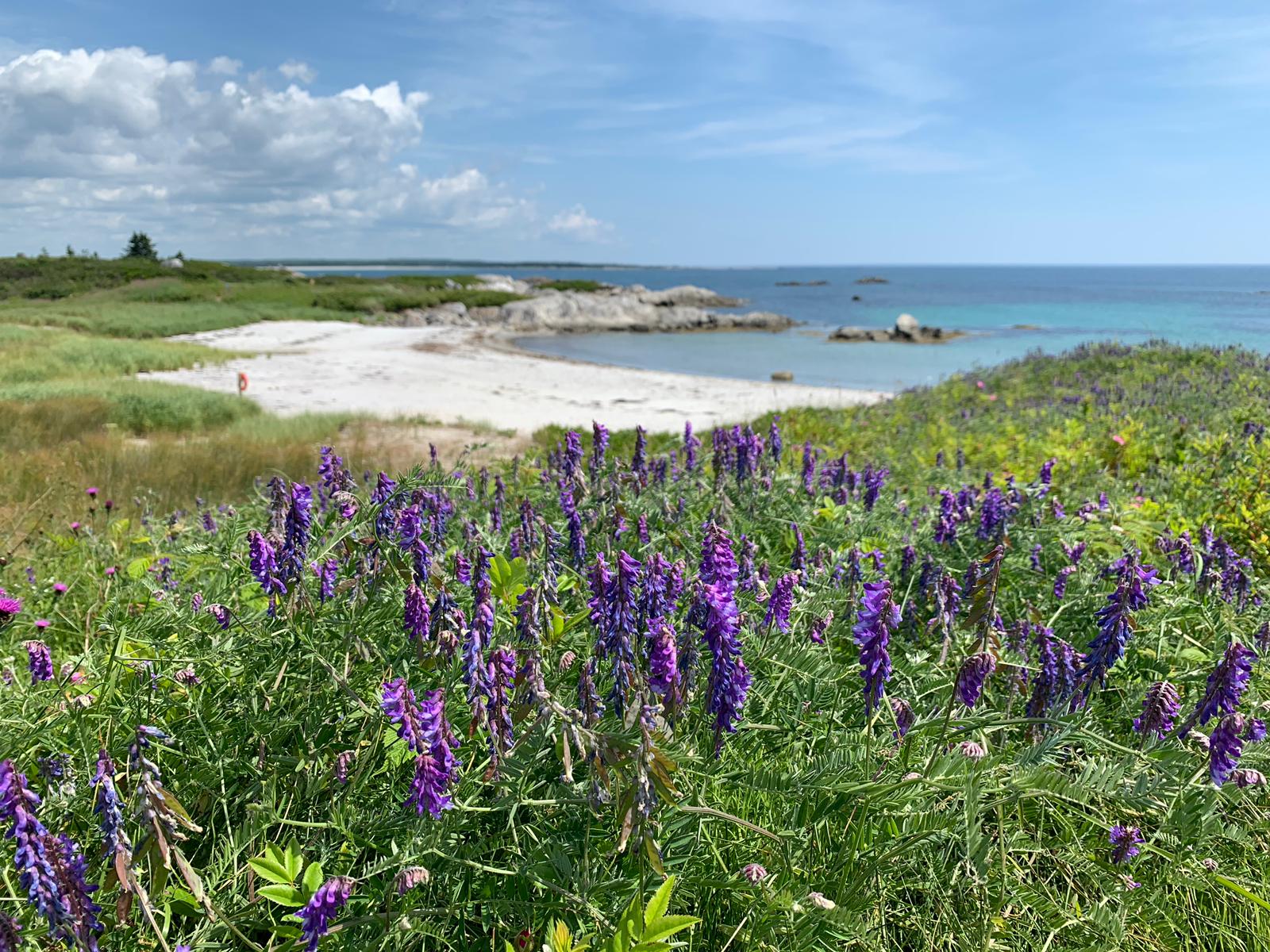 A field of purple flowers with a beach in the background.